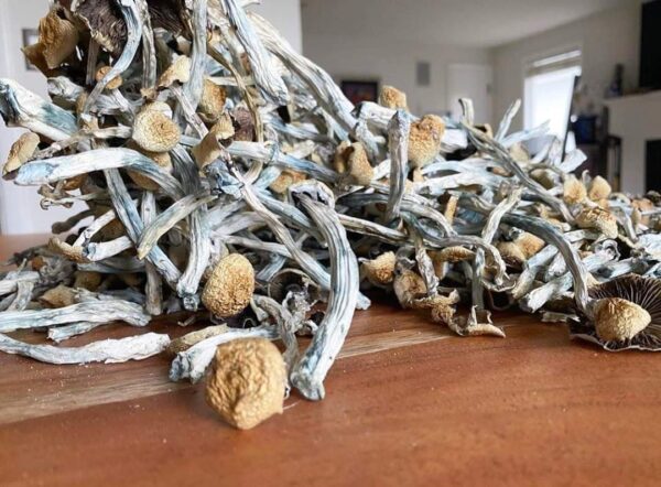 Psilocybe Cubensis Mushrooms