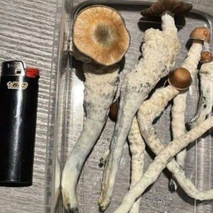 Psilocybe Azurescens Mushroom