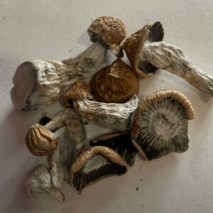 Melmac mushrooms