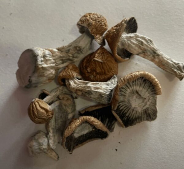 Melmac mushrooms