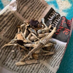 McKennaii Mushrooms
