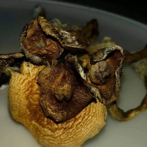Golden Cap Mushroom