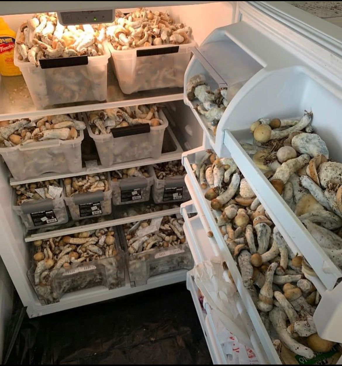 GETTING THE BEST MAGIC MUSHROOM IN USA