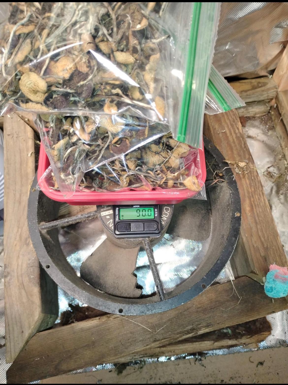 magic mushrooms for spiritual experience