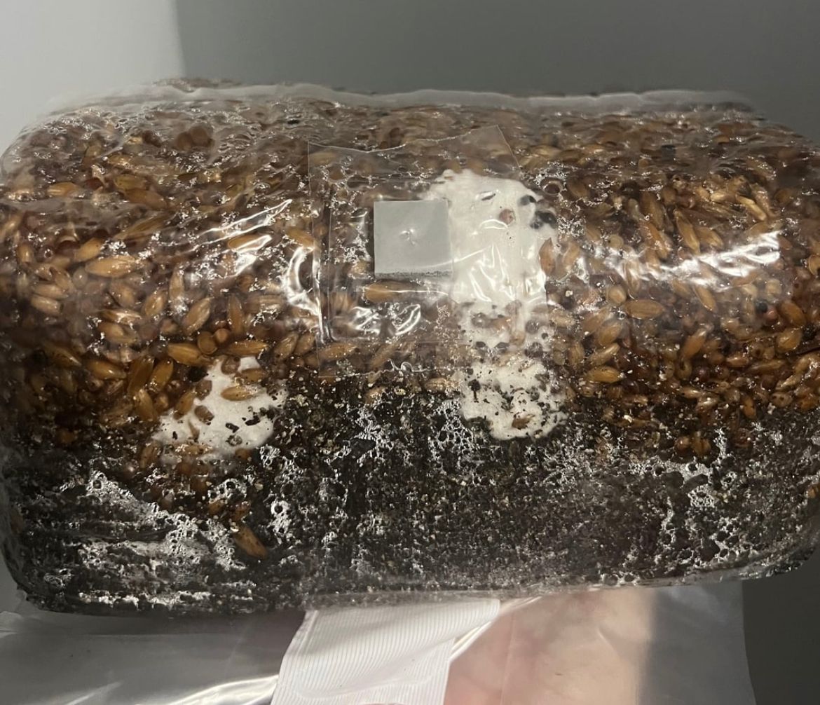 Where to buy magic mushrooms Near Akron