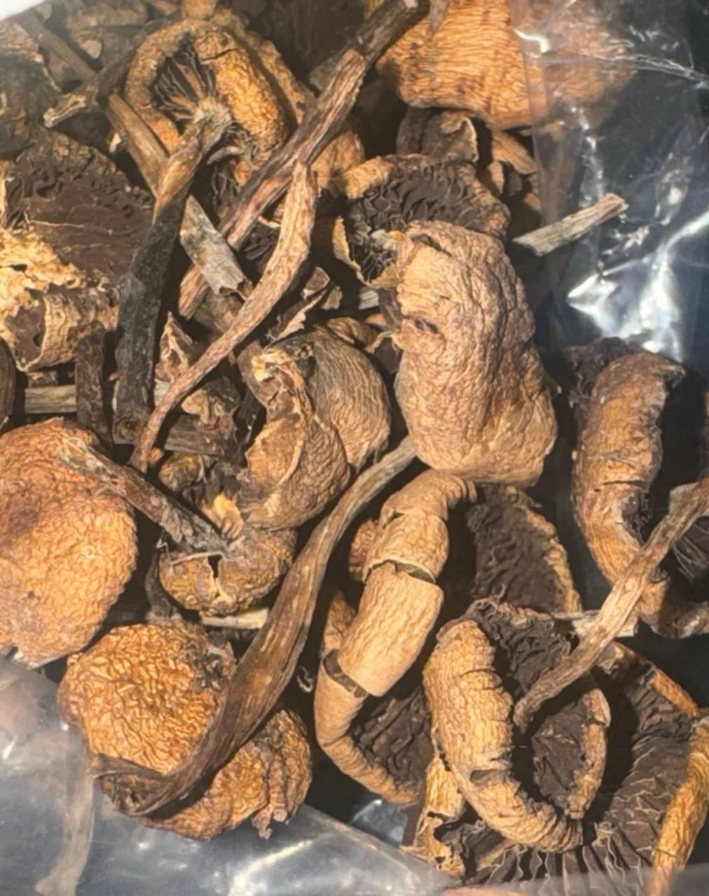 Magic Mushrooms in Zanesville