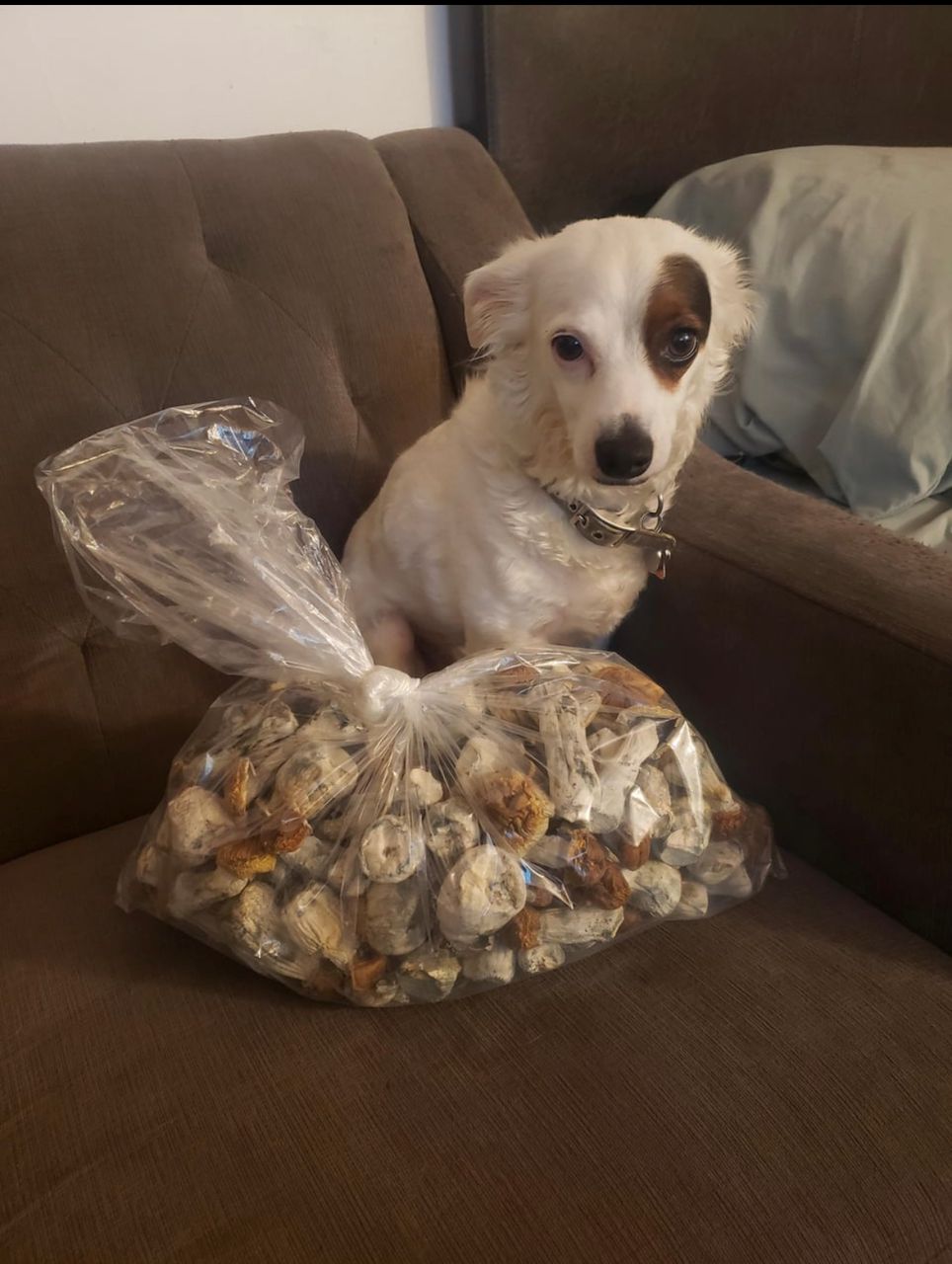 magic mushrooms around Medina