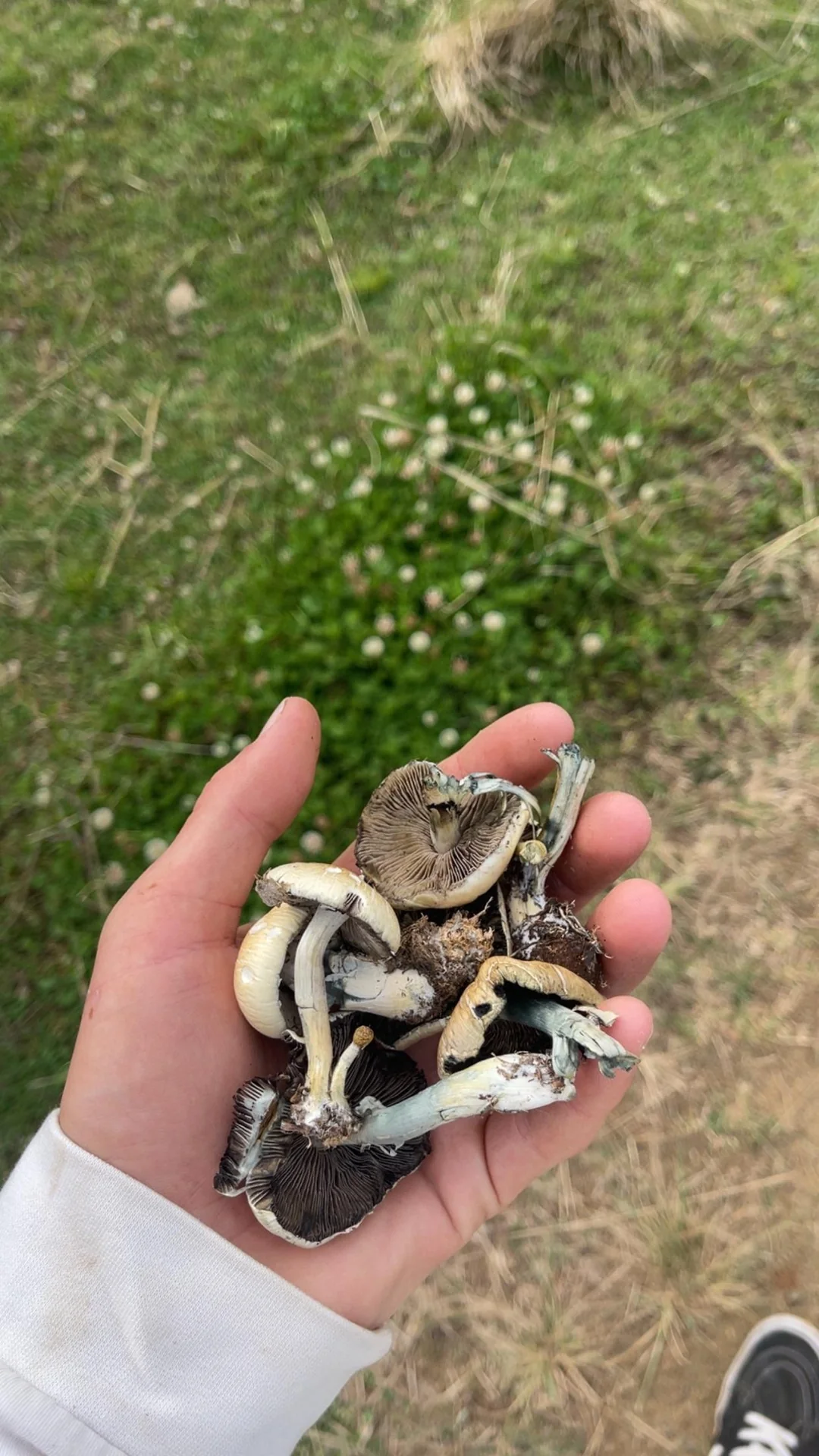 Microdosing Mushrooms